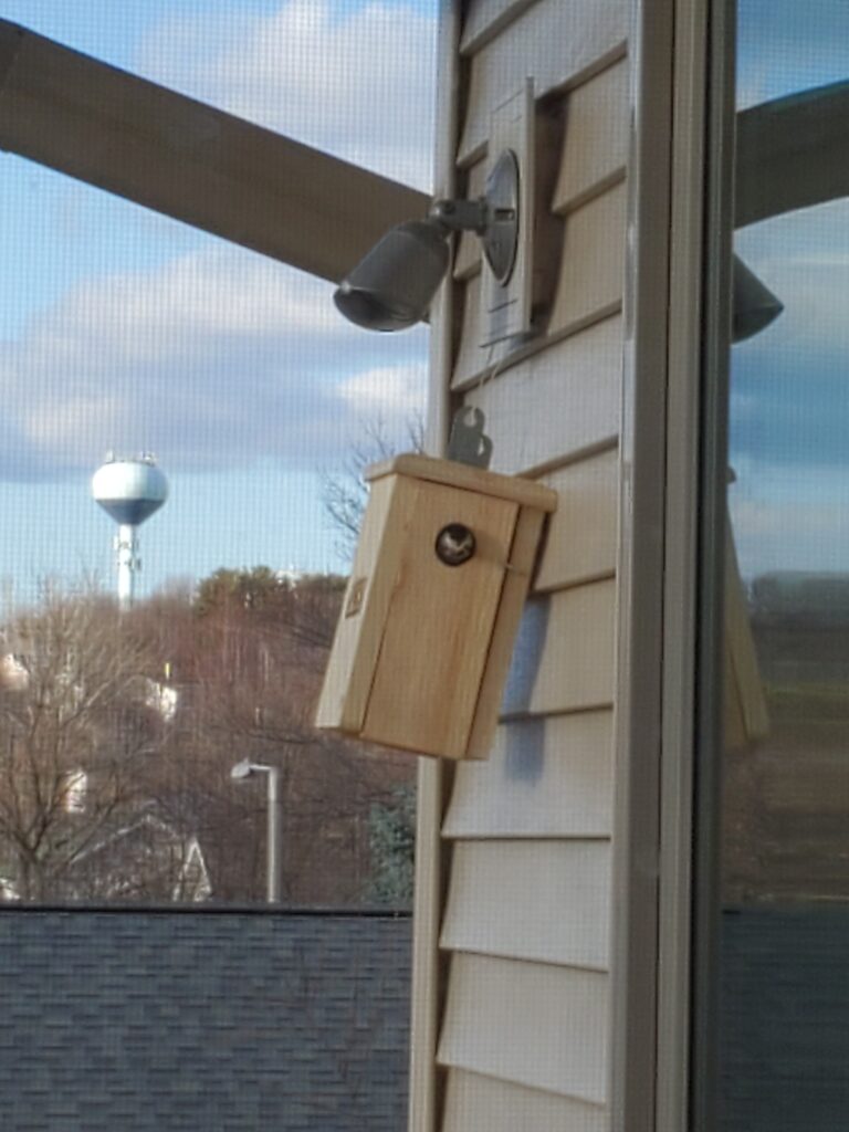 Chickadee coming out nestbox