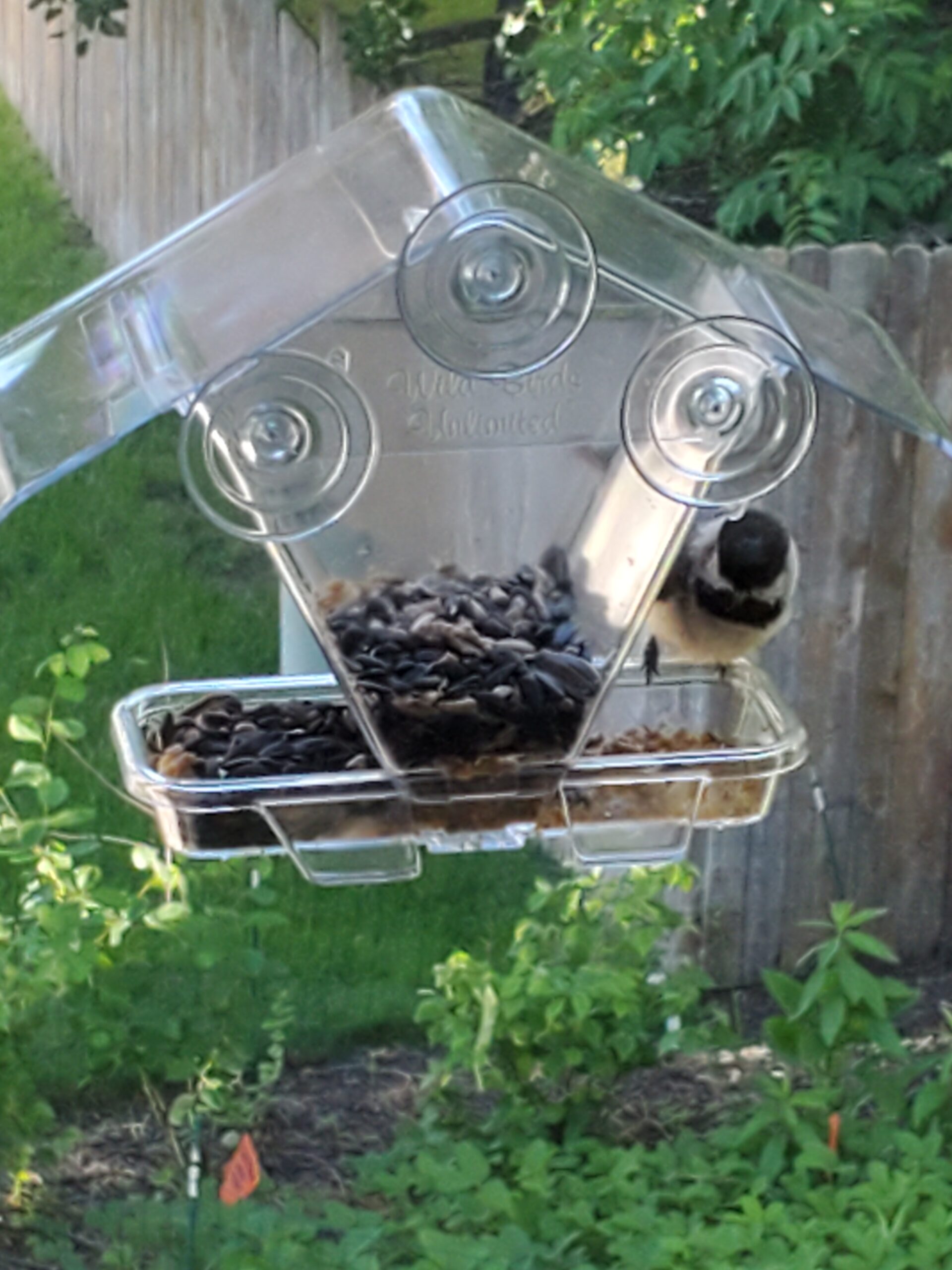 Chickadee at window bird feeder