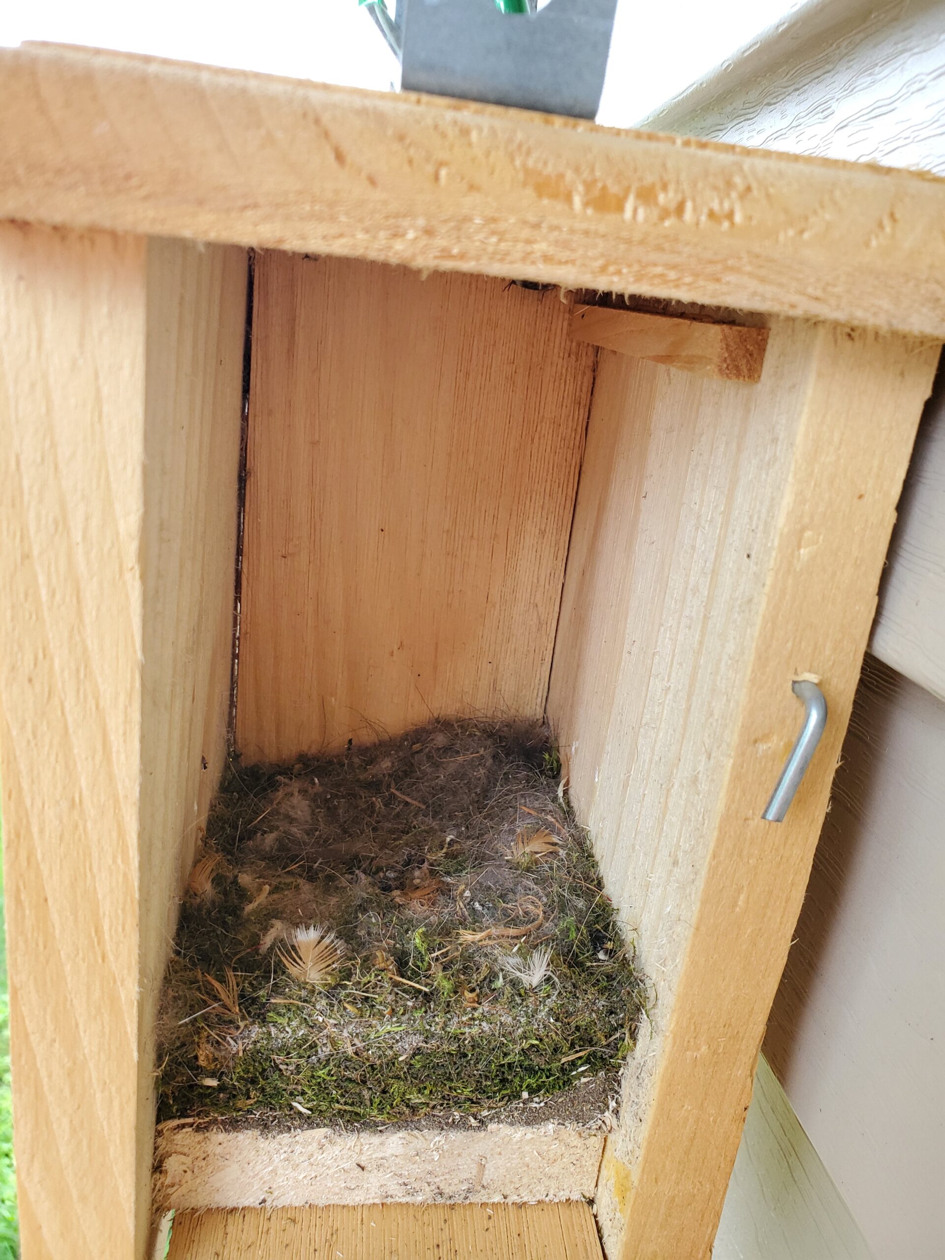 Nest box contents that contain moss, hair, and feathers